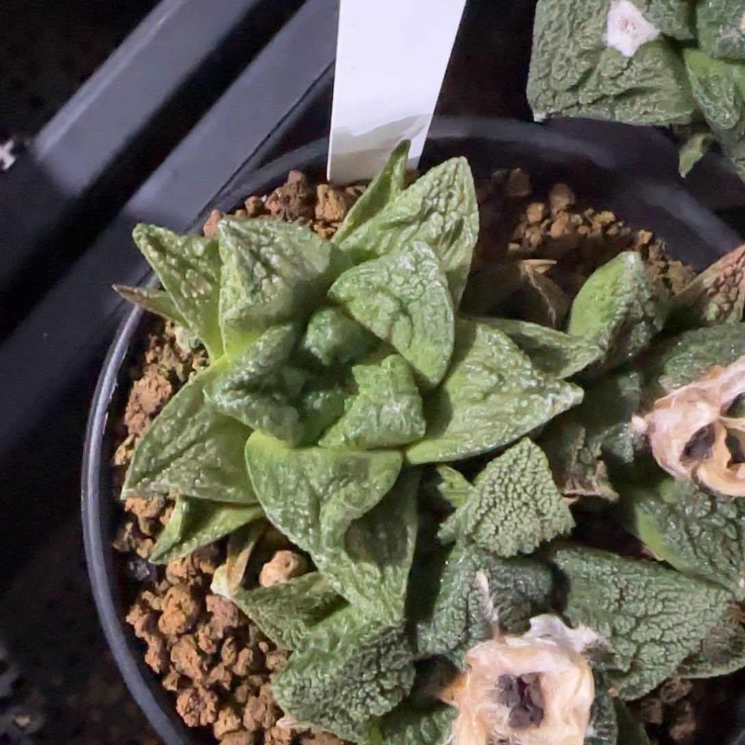 17-0116哥斯拉泰国发货多肉