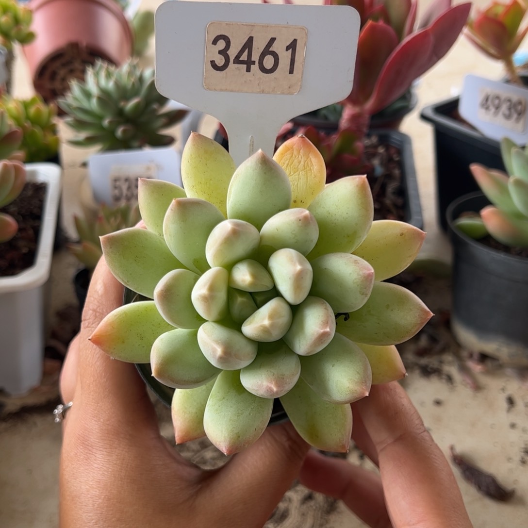 【闪购商品】厚叶草。 3461。1111111