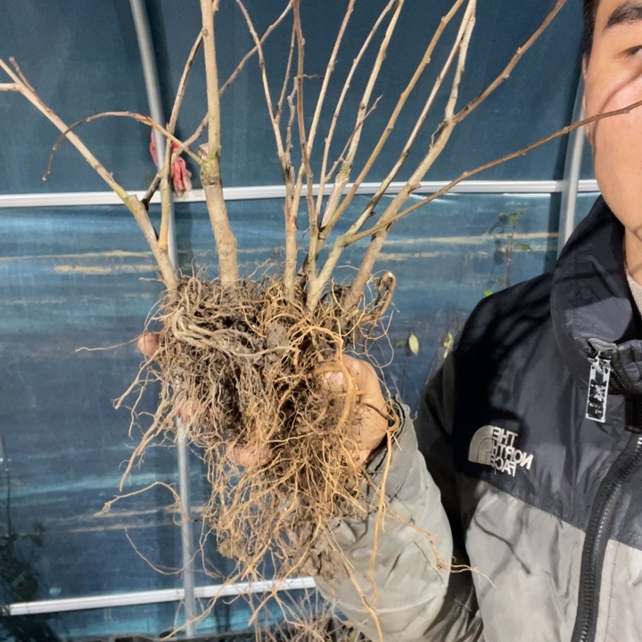 雪之辉海棠花一颗