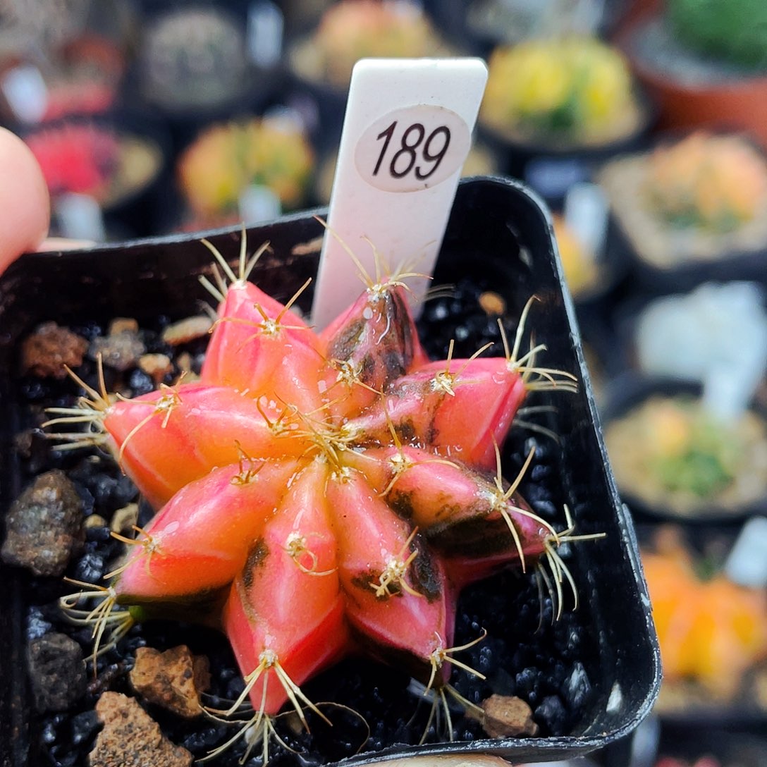 非偏远地区满25包邮仙人球