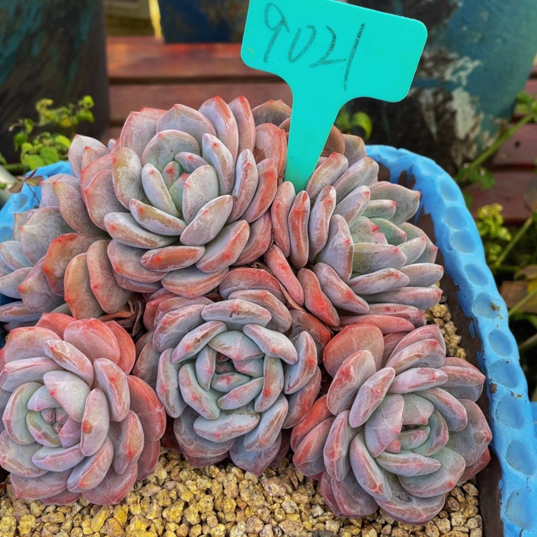 小***袋9021上午多肉植物群生