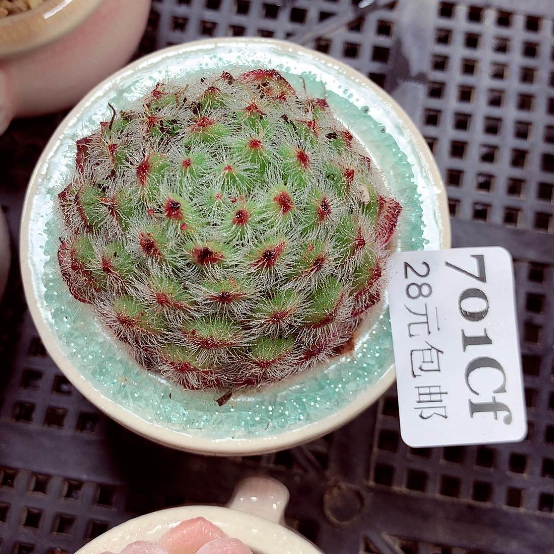 5厘米盆精控多肉701