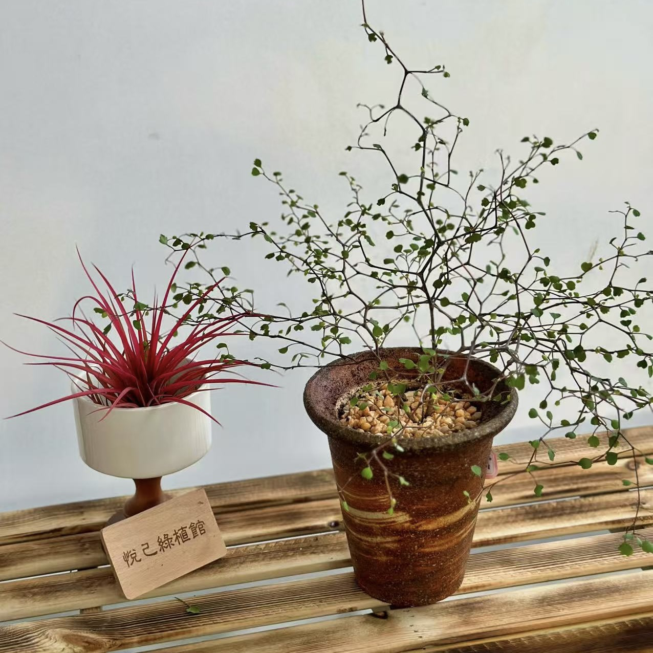 盆栽一物一拍   可联系客服