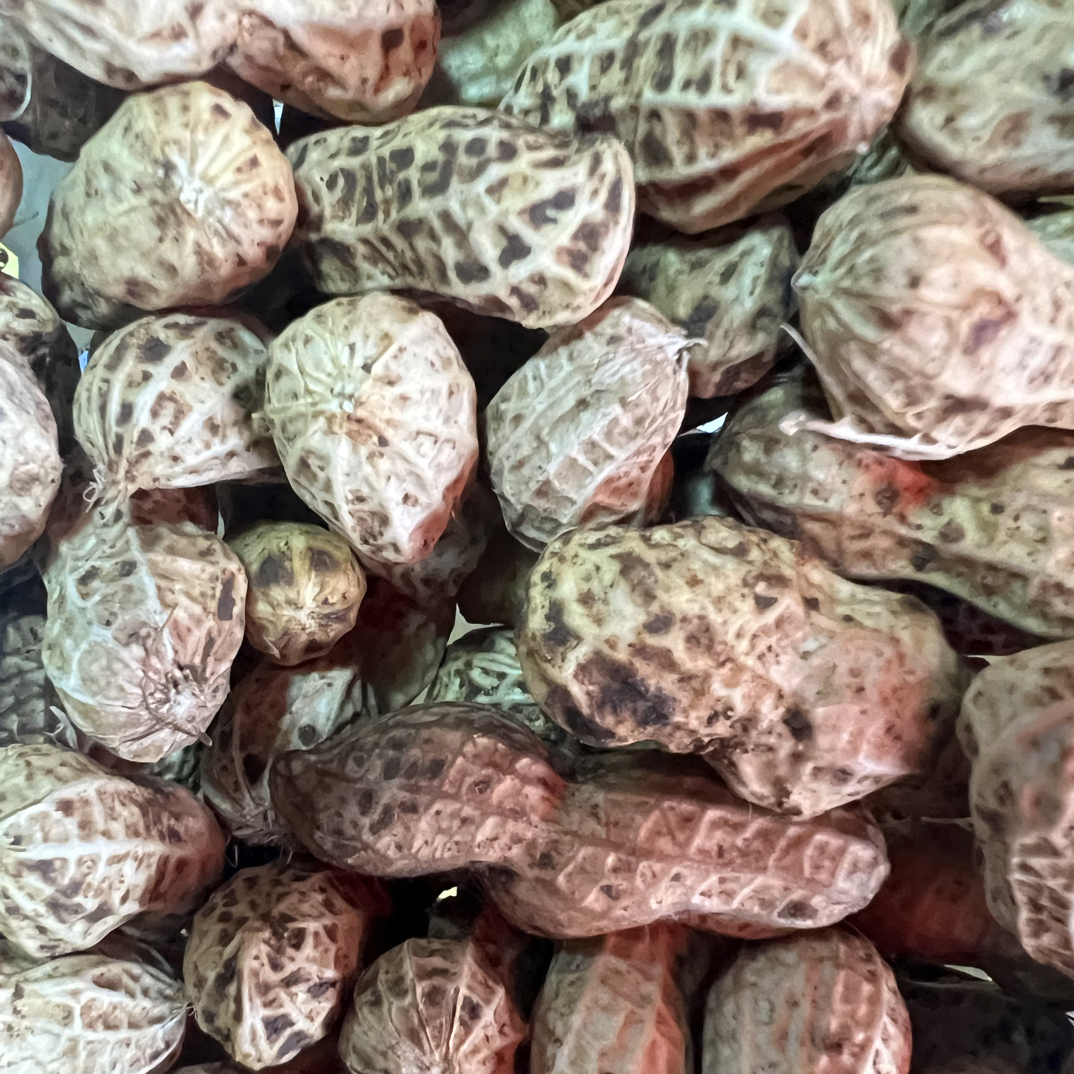 贵州黔西南新鲜现挖带壳湿花生粉皮可水煮农家自种花生