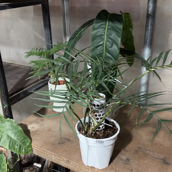 完全开放468鱼骨蔓绿绒