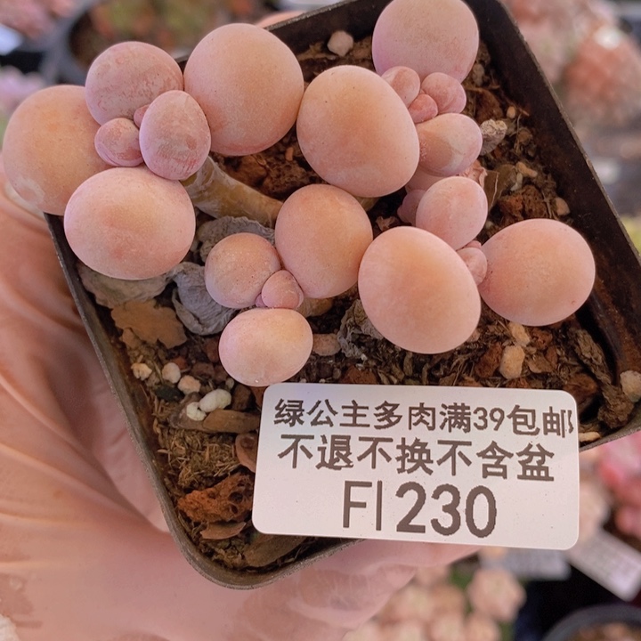 橙奶6cm230多肉植物