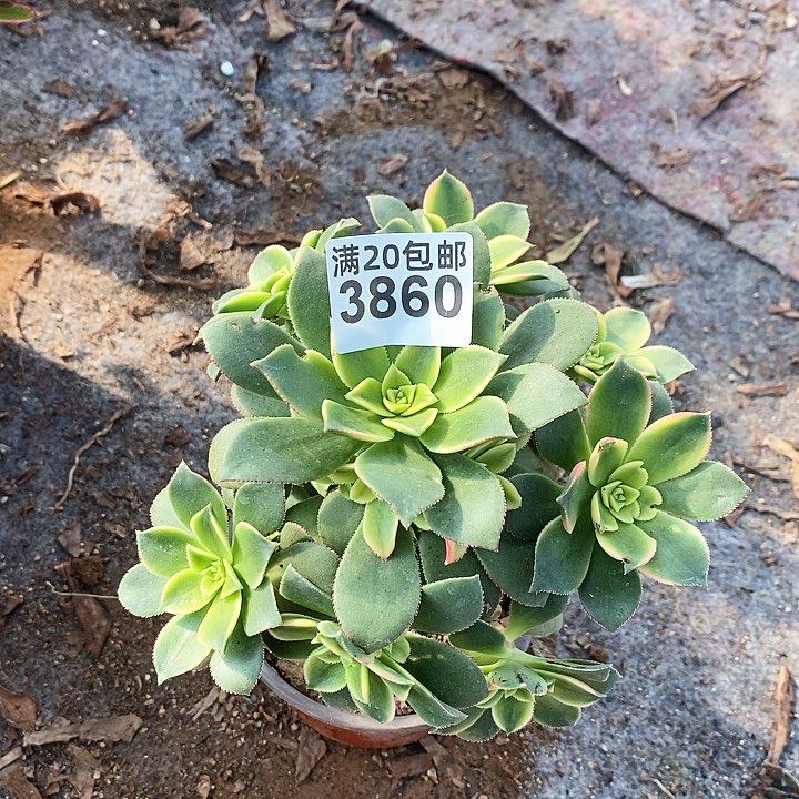 3860 一颗艳日辉法师