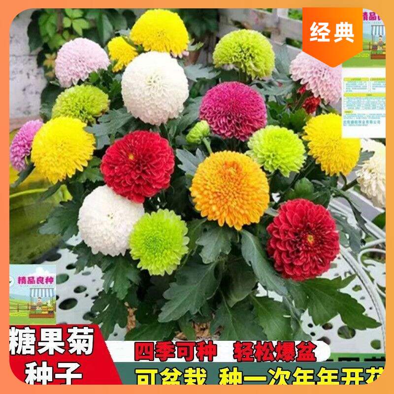 {力推}糖果易活开花籽菊花易爆盆七彩一年四季乒乓菊乒乓球种子花
