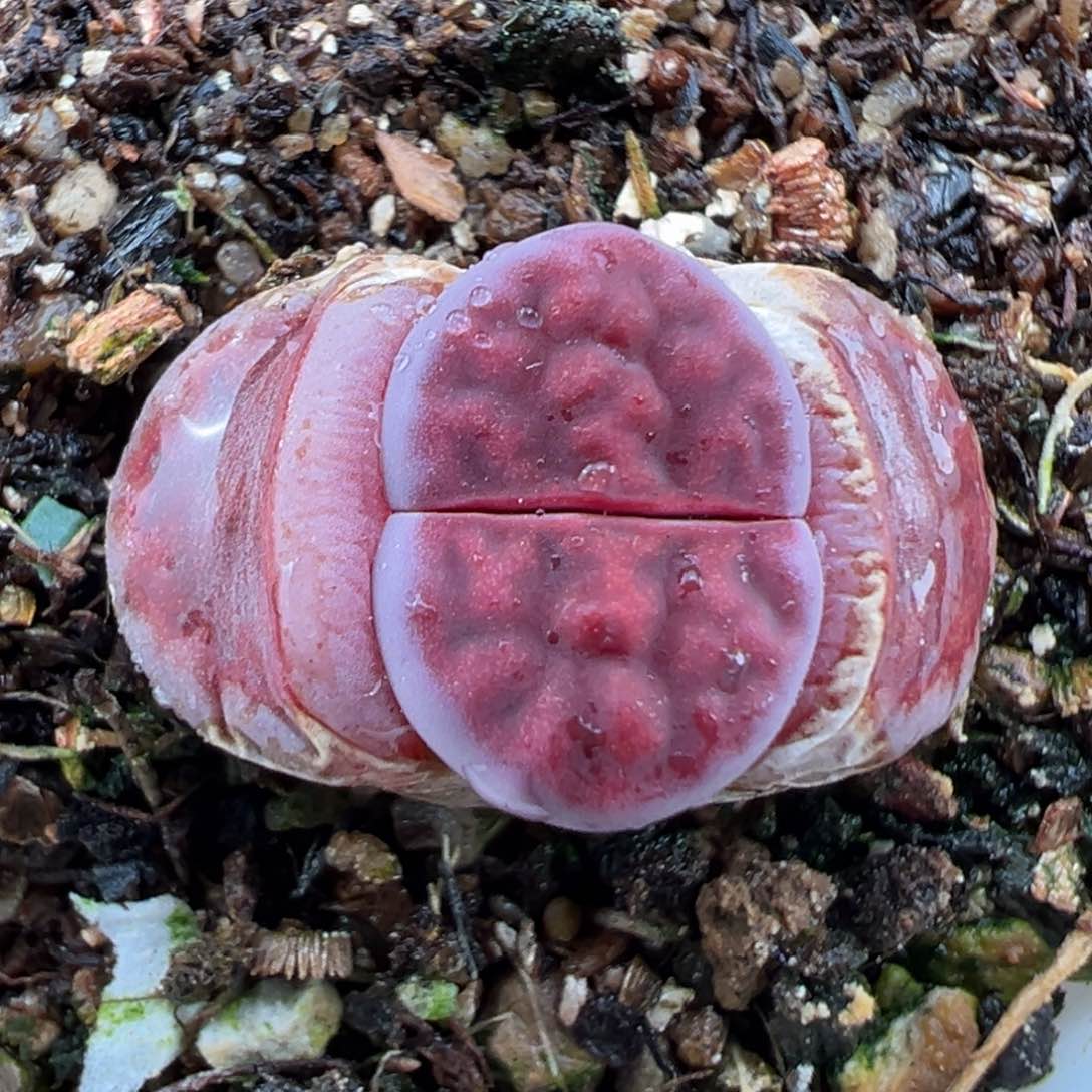 2.9好看的多肉114