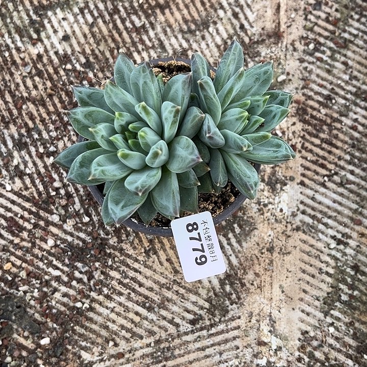 阿雅园艺。        8779三色美人