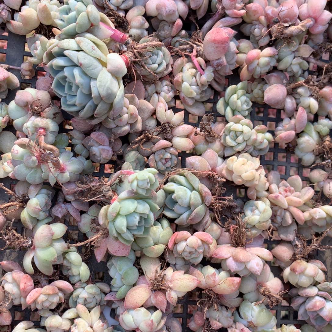 翠果瑞雪七妹混合15颗包邮除偏远外