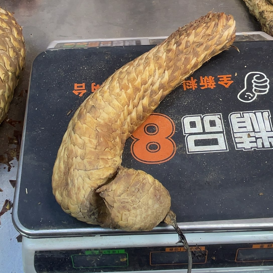 中国大陆655克28厘米
