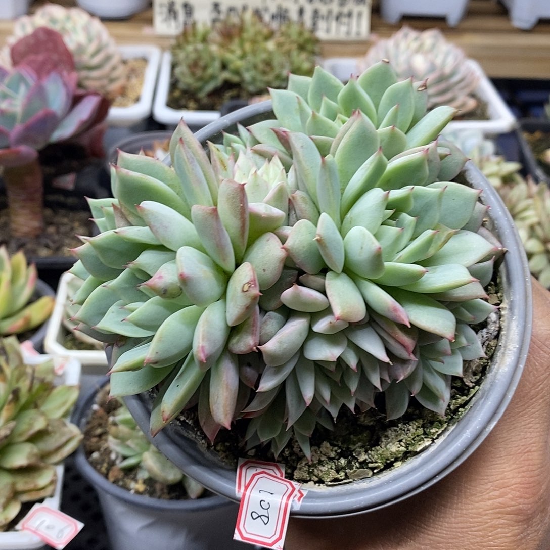 28108tp 锦 3 头 需延时发货