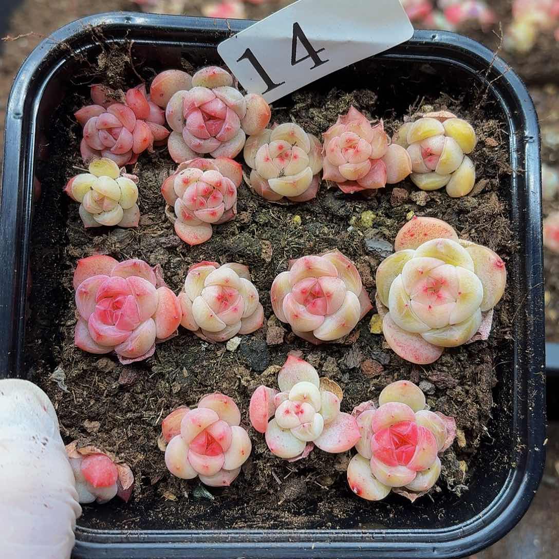 多肉植物多肉植物14