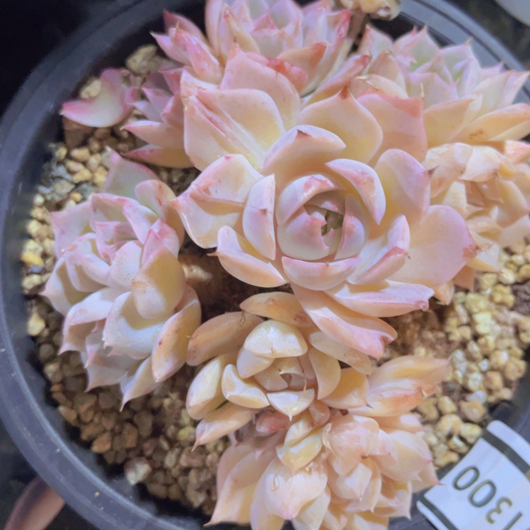 女王杂石化锦01300多肉植物