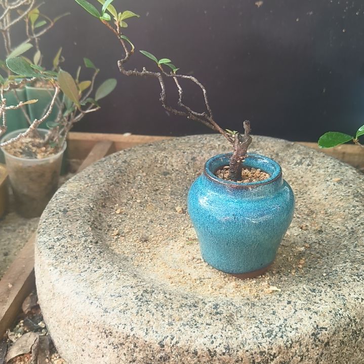 曲***乔无花朵海岛春花  