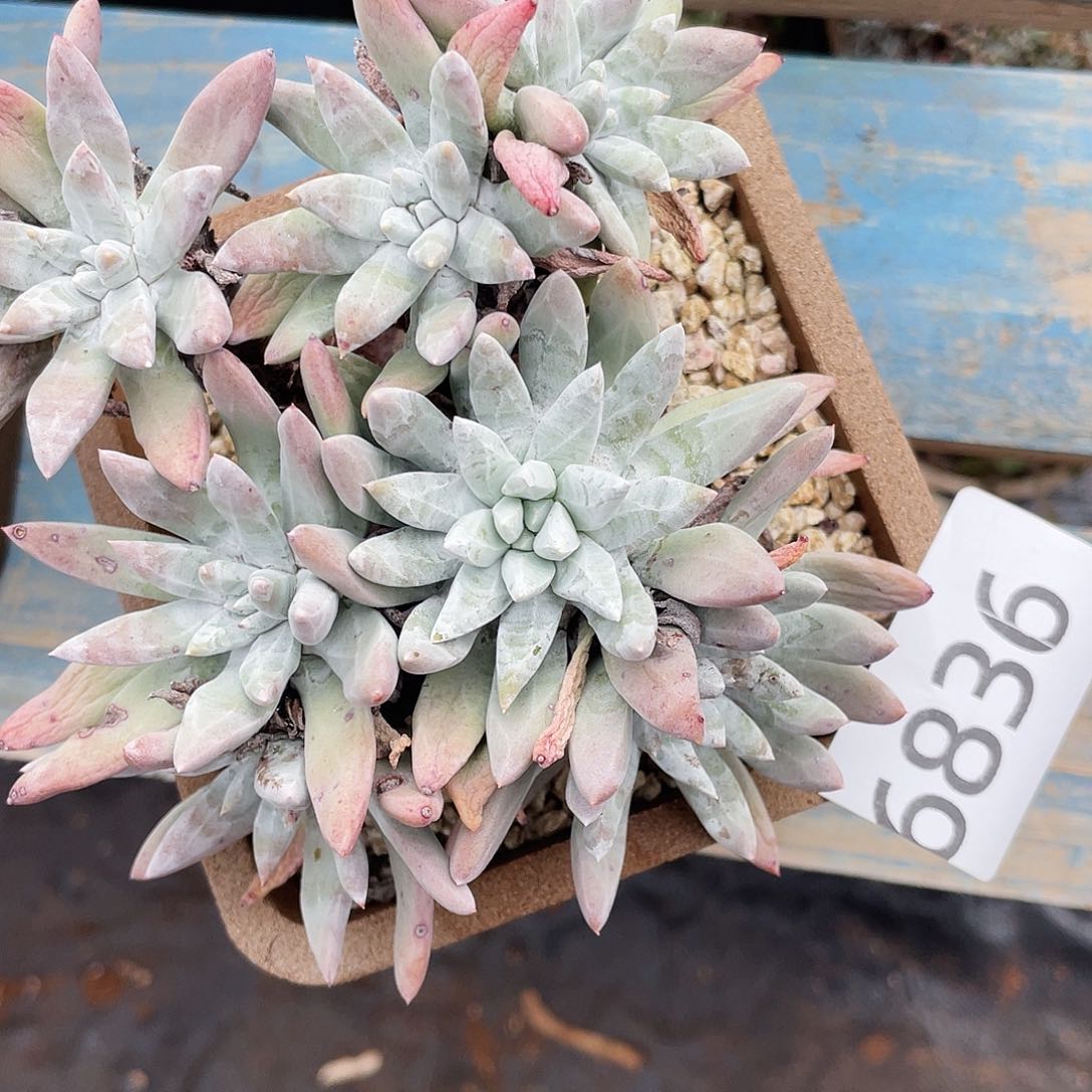 肉****ღ除霜杂交老桩6836