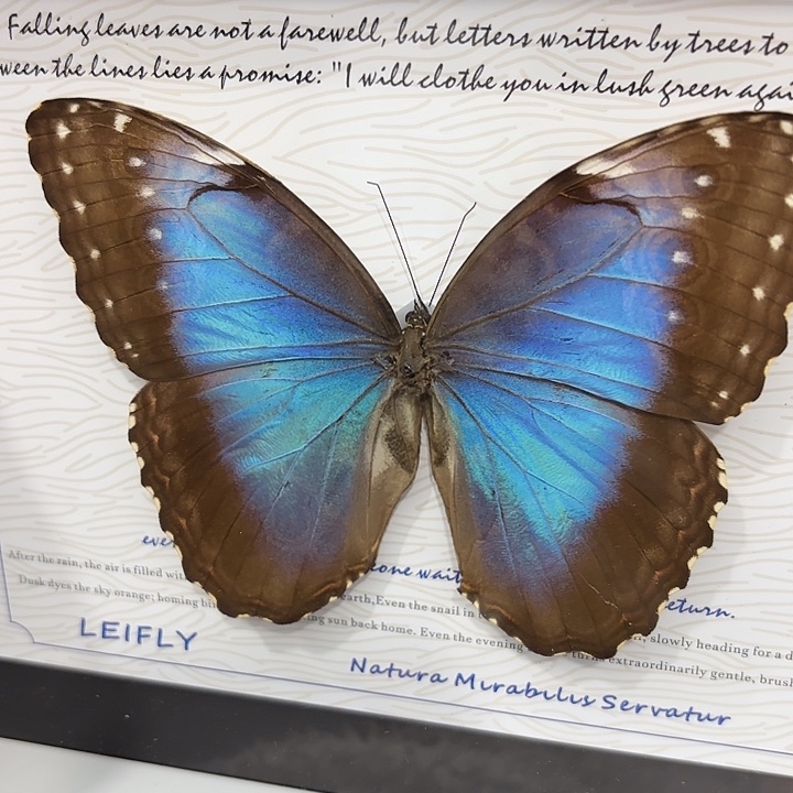 0***7蝴蝶标本定制089@