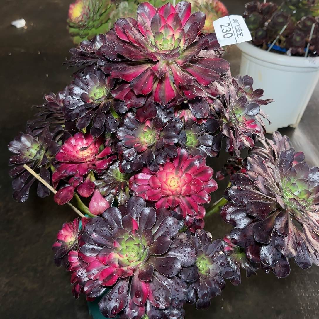 二**姨230多肉花蝴蝶法师