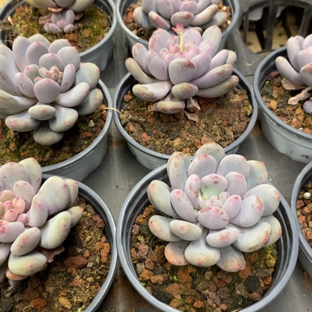 35。香香雪。单头。