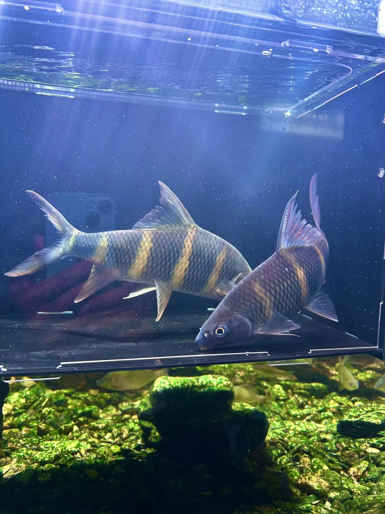 广西红水河彩虹光唇