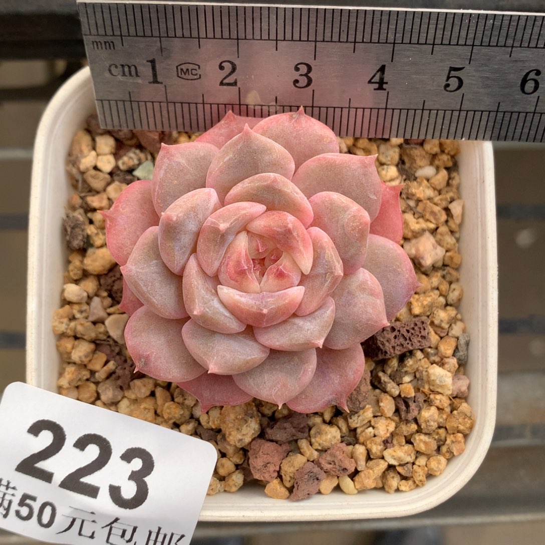 223。樱花糖。花朵脸。