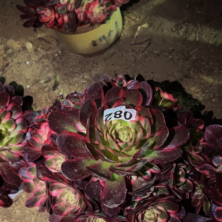 082半糖荔枝多肉植物