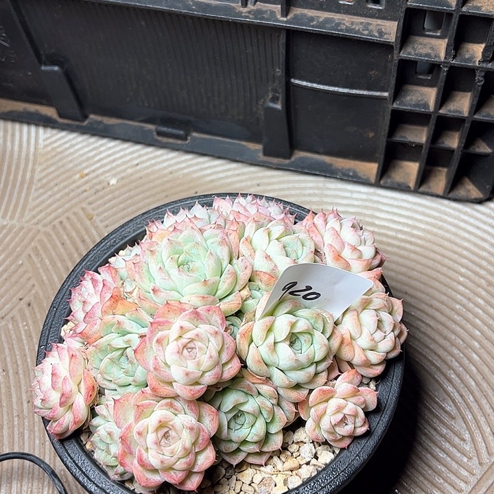 920//////////////////