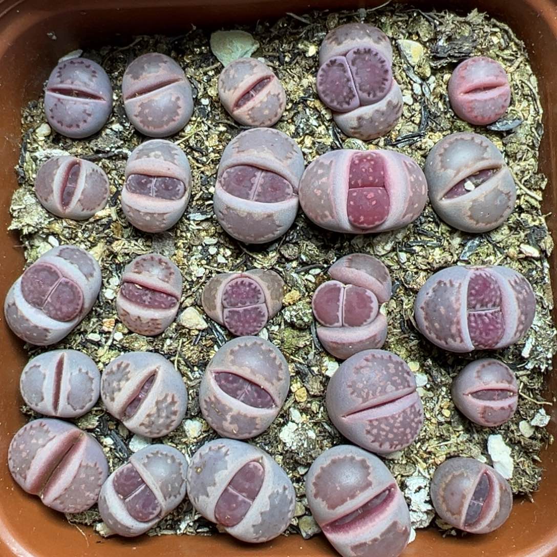 【闪购商品】118……