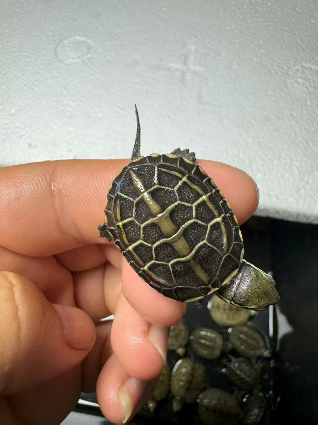 【播播间挑选】精品人工草龟，纯种苏北金线草，外塘仿野草龟