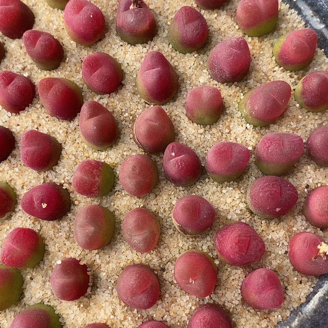 2627小超毛一组。         