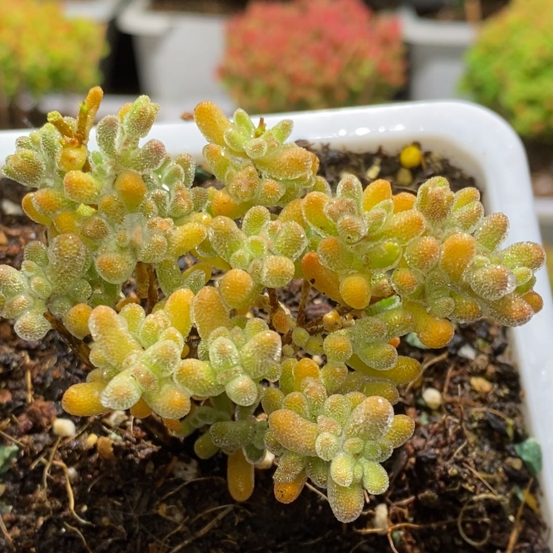 冰晶杂枝干番杏D184