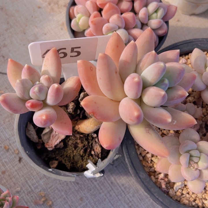 健健康康平平安安