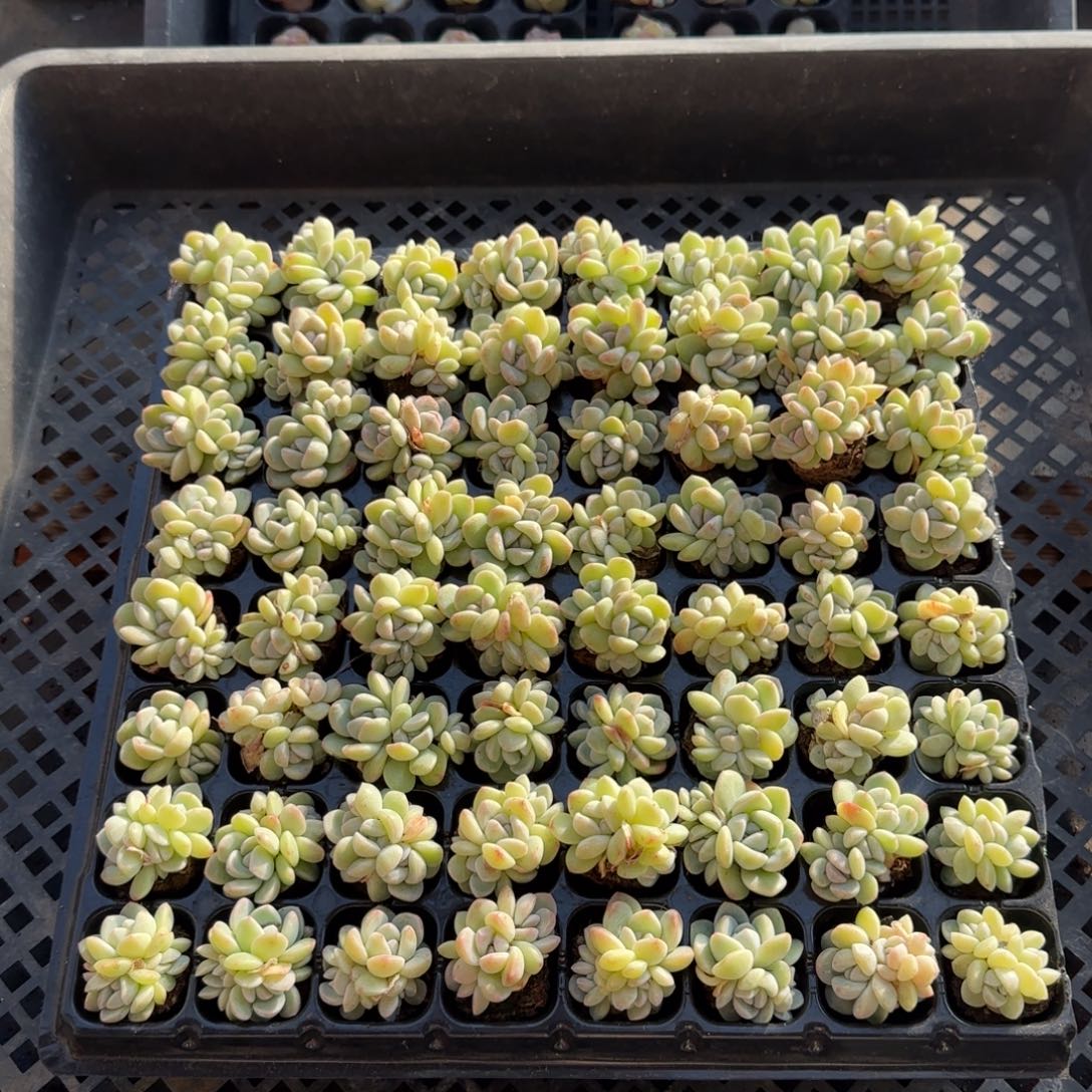 （量拍）冰玉群拍3颗多song 3颗到手6颗