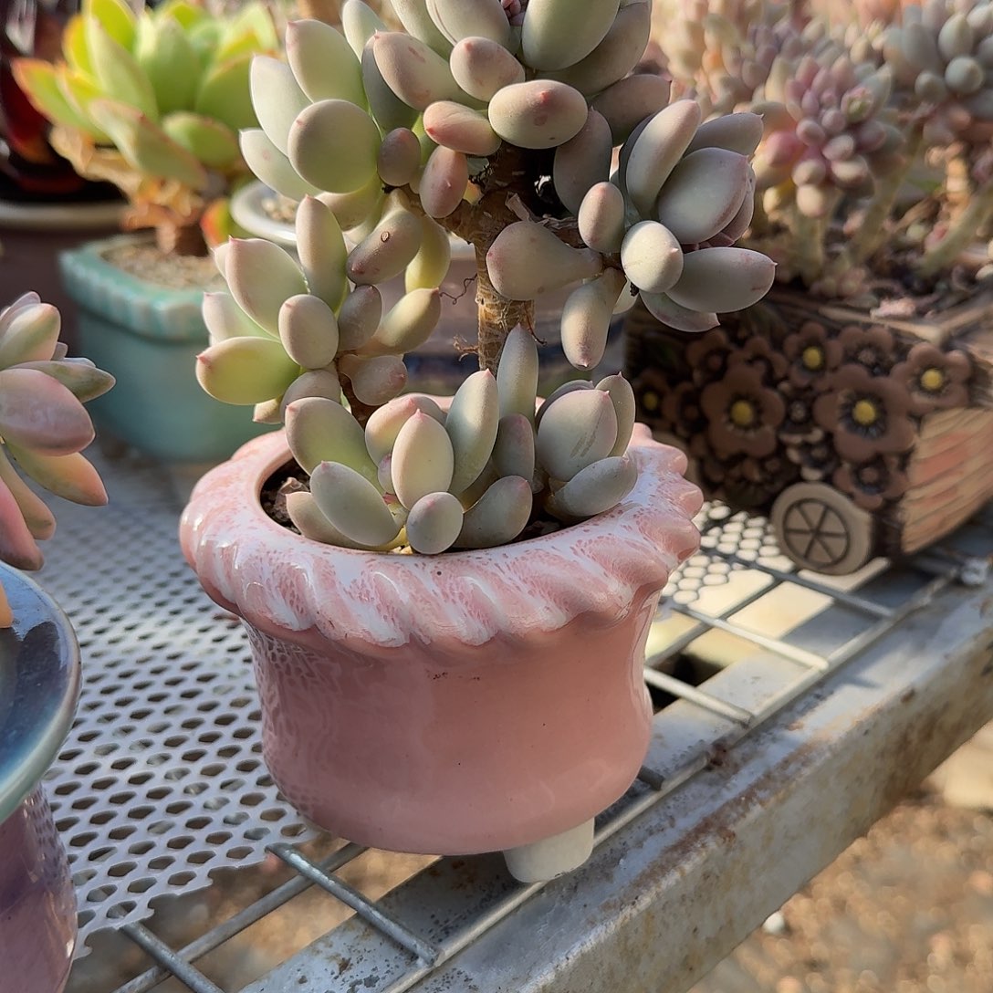 稻田寄带粉色花盆