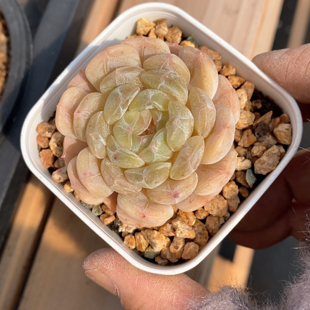 精品多肉一物拍不包整103