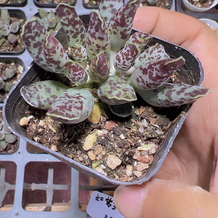 海豹精品多肉植物大战