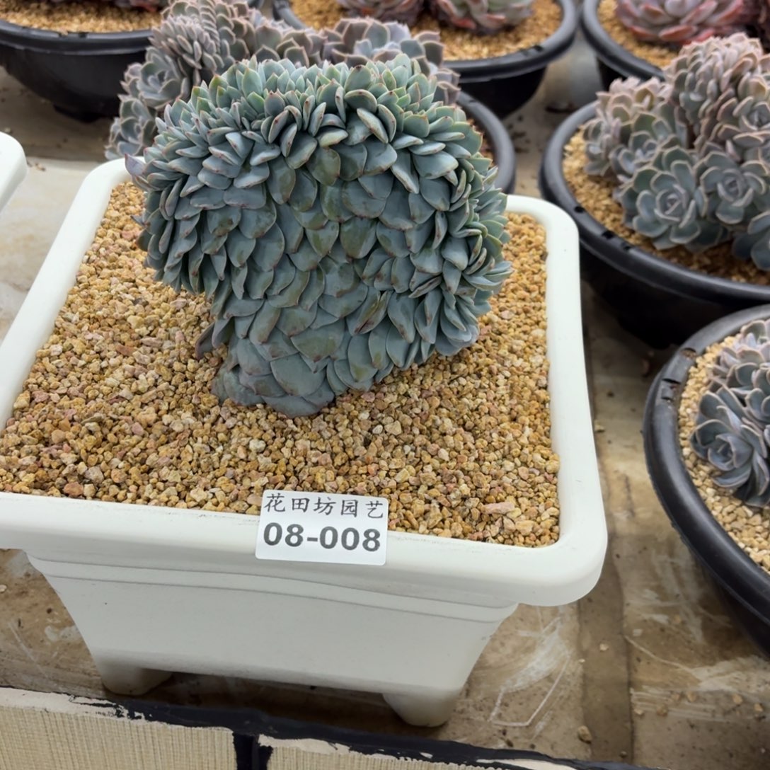 山***儿08.008奶茶缀化一个