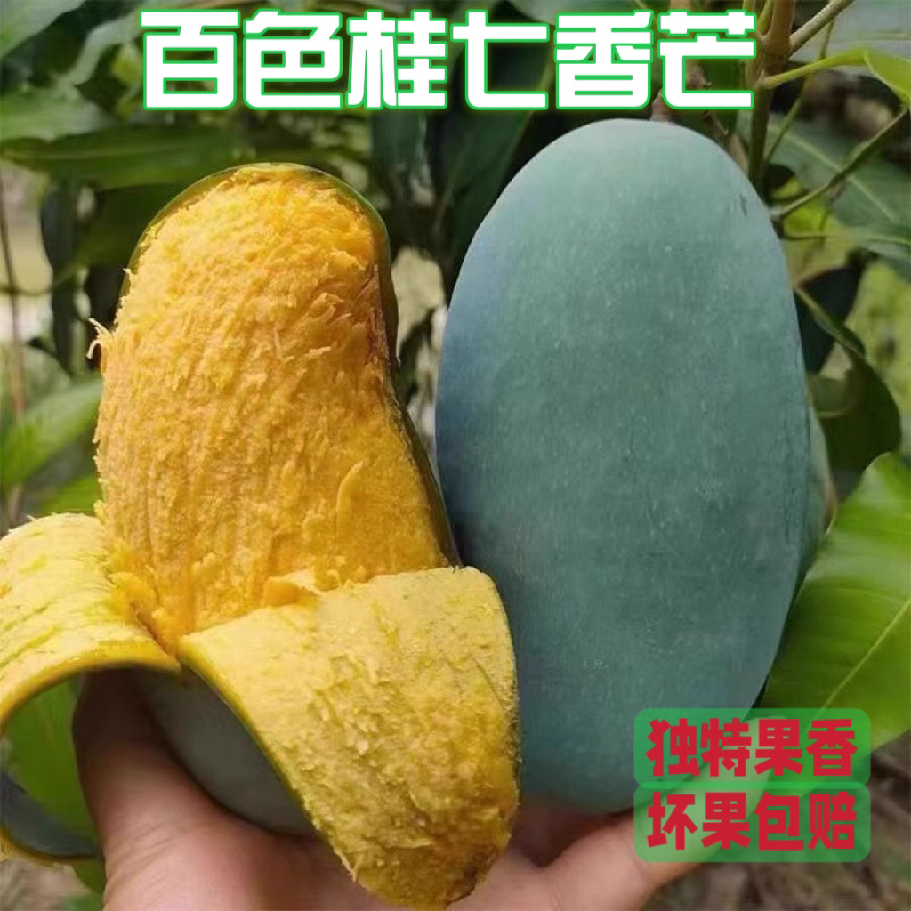 【田东桂七香芒】正宗广西百色田东精选老树桂七芒香甜多汁香味浓郁