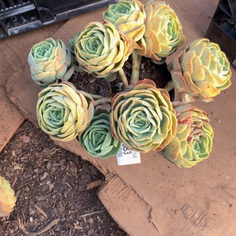 迎***春1583桃花坞多肉