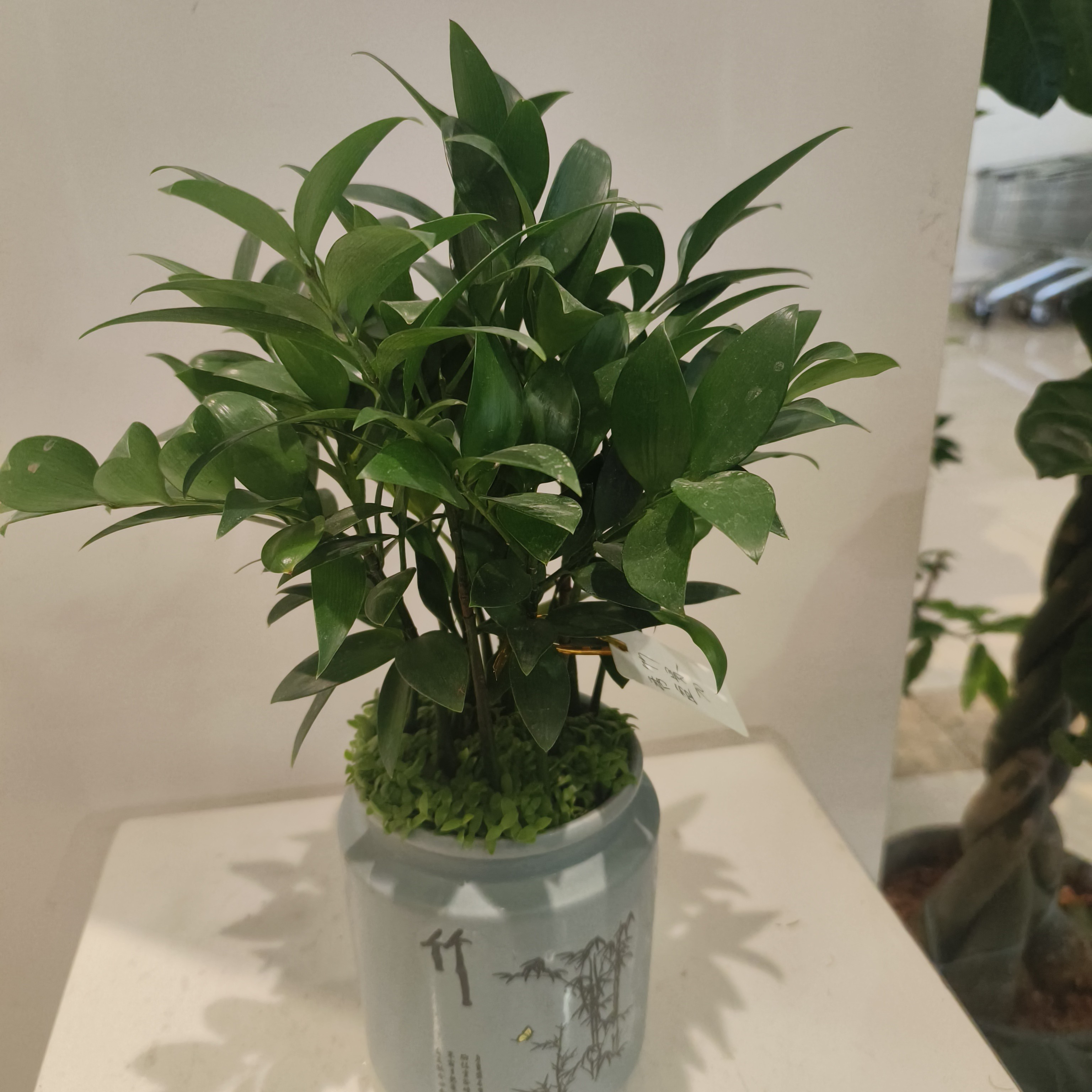 香竹，桌面盆景。小时达，同城配送。