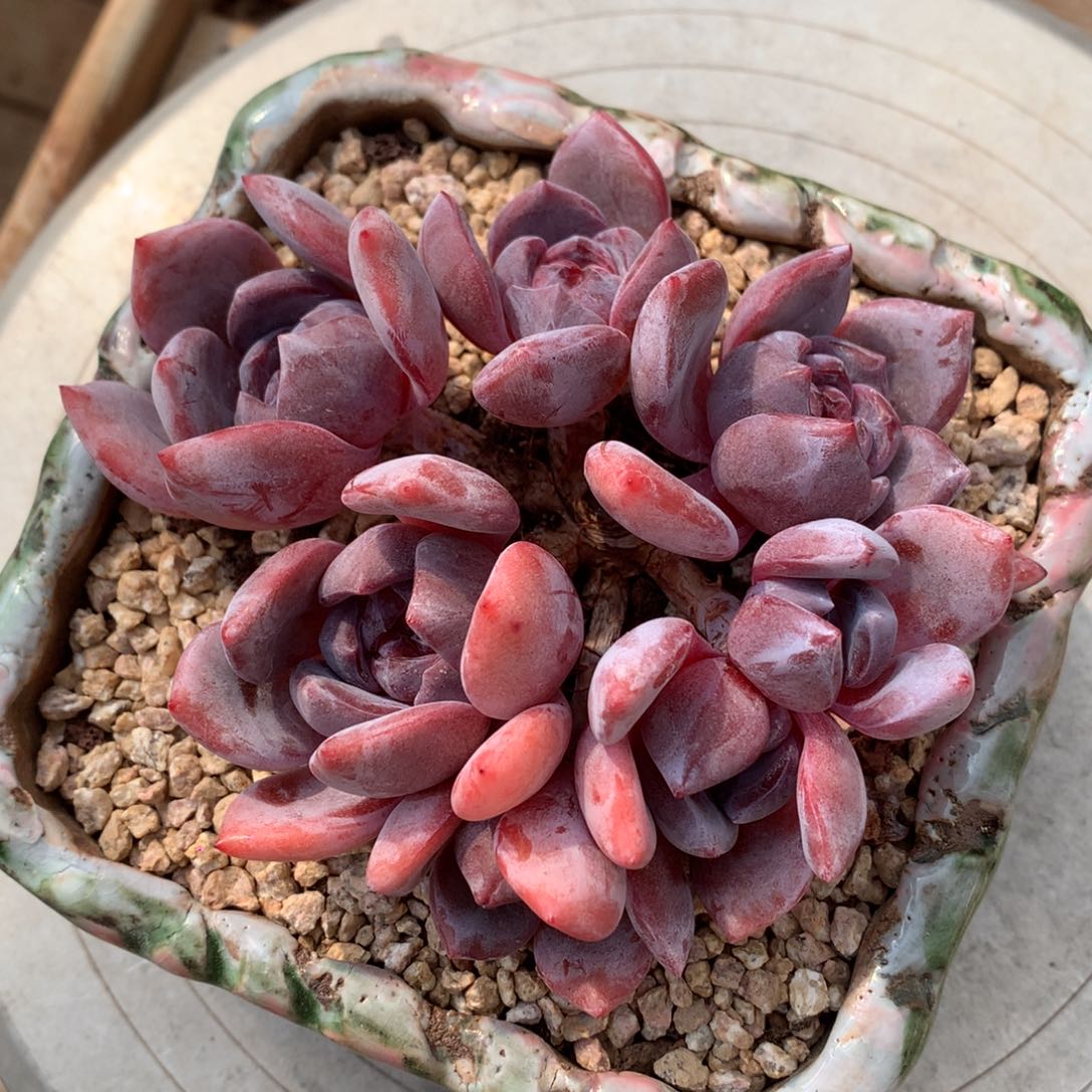 7头紫皮星影冠幅13cm