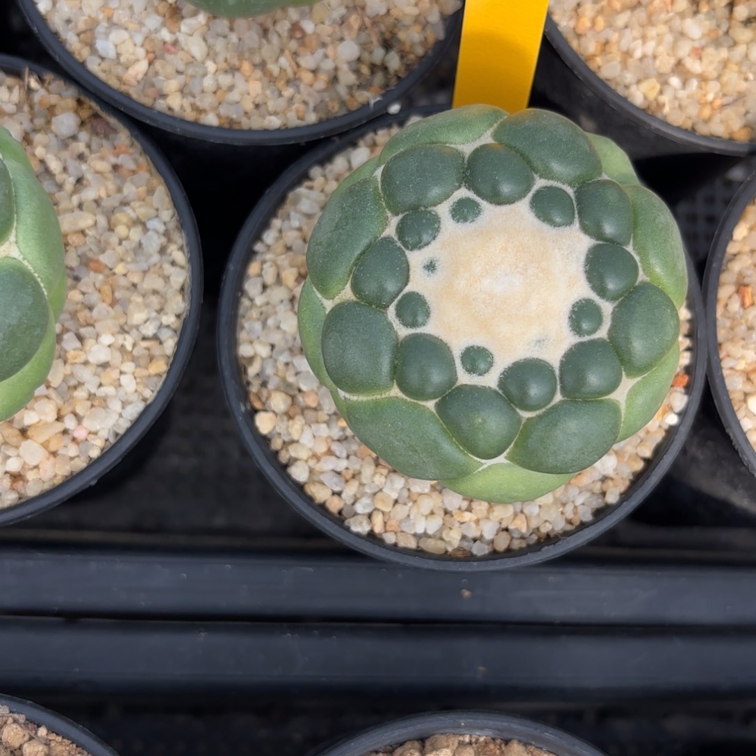 L594-1226泰国发货 无刺象牙