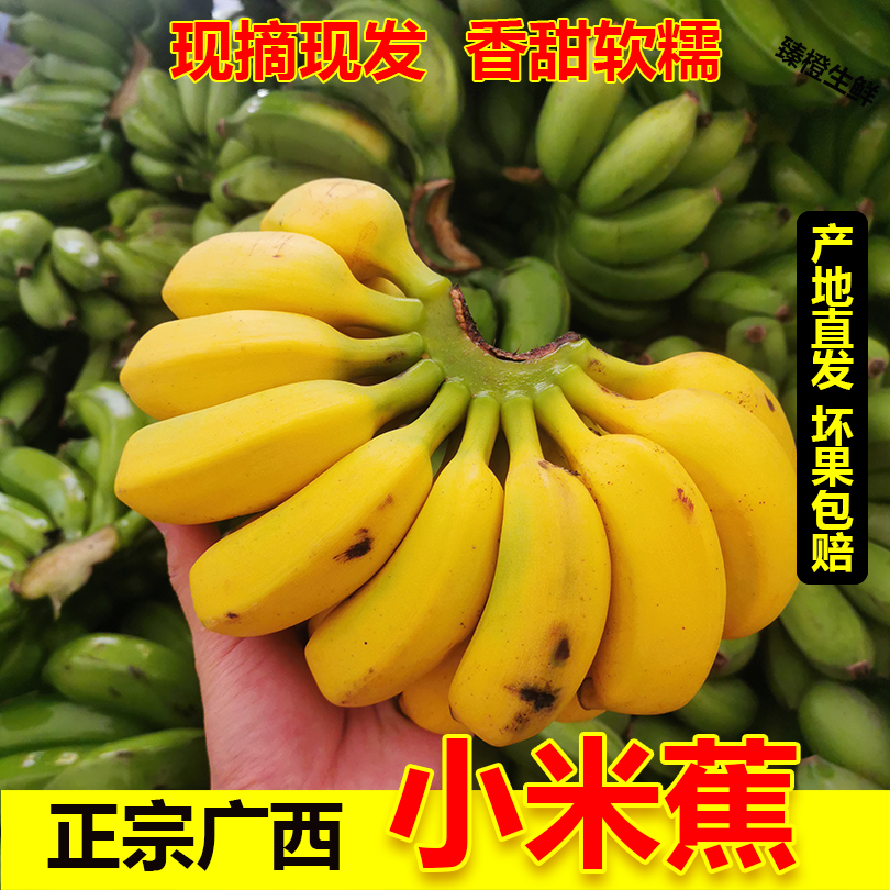 正宗广西小米蕉香蕉新鲜水果应季粉蕉整箱包邮孕妇宝宝10斤现摘