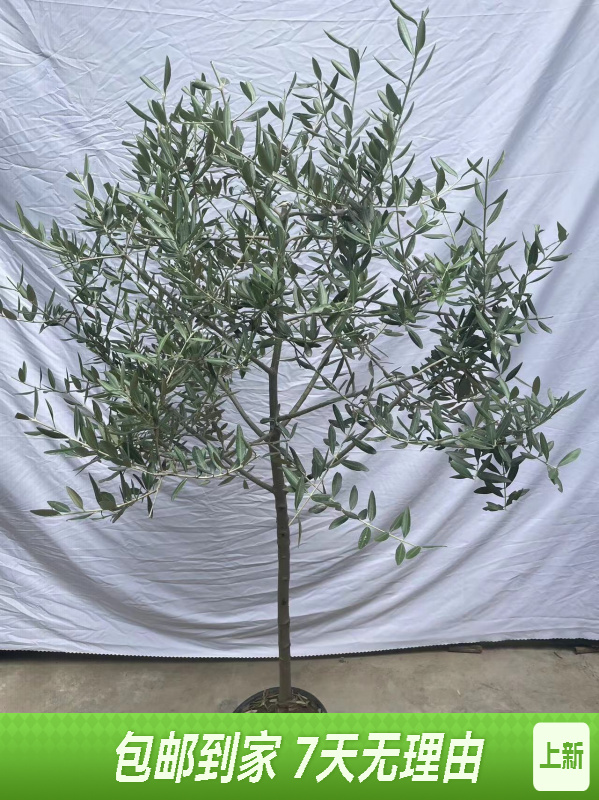 地中海风油橄榄树盆栽大型客厅绿植室内外四季常青阳台庭院装饰 
