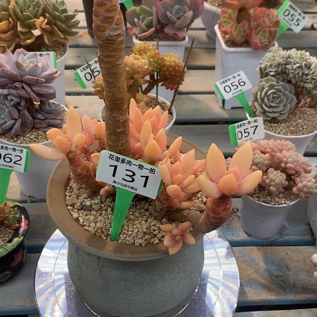 花玺多肉植物0131