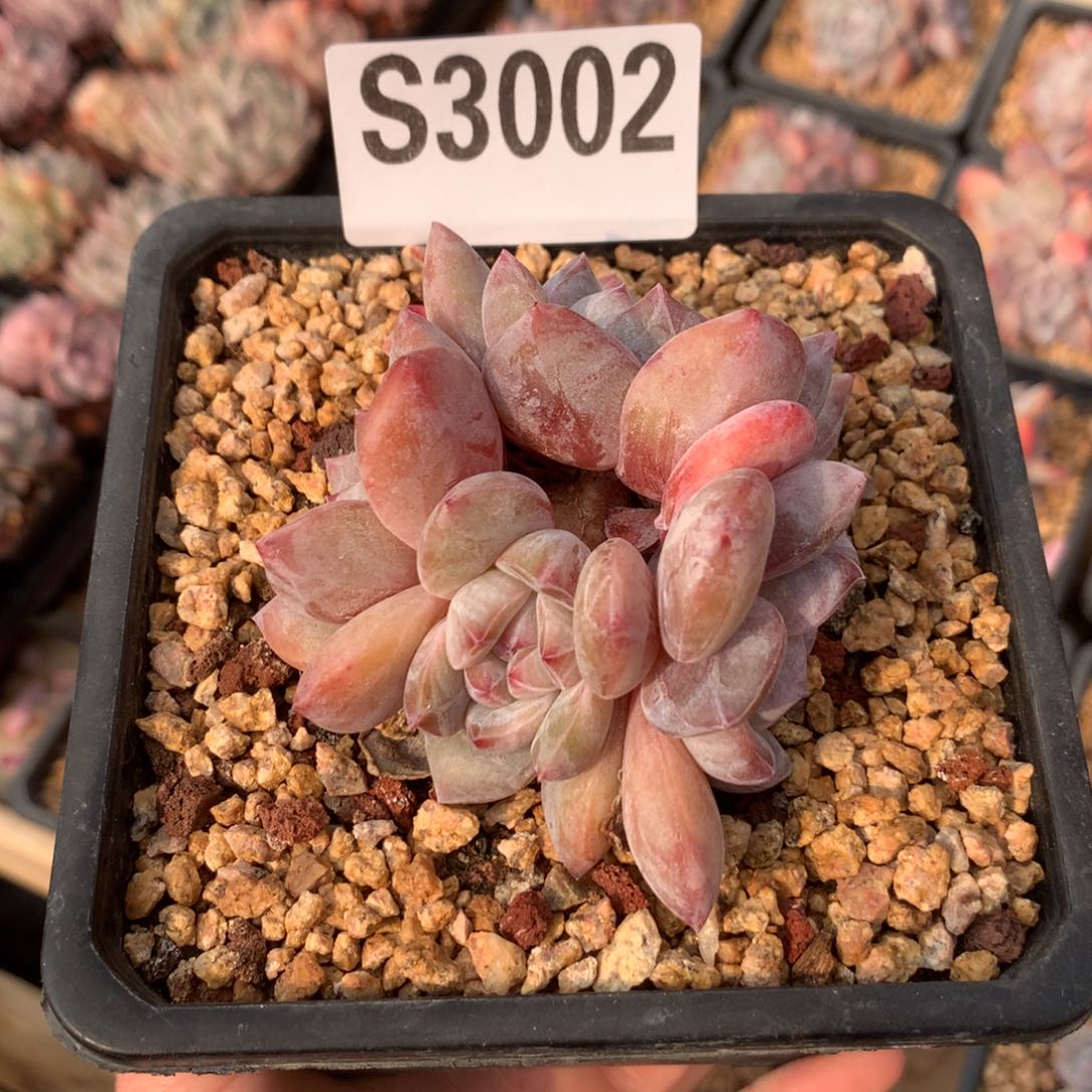 S3002 清仓特价 橙梦露4头 7cm