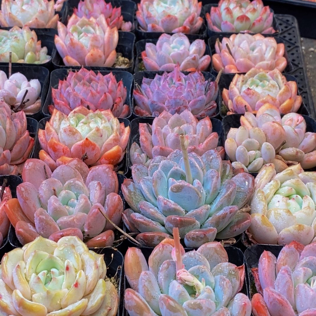 076多肉植物保护研究所所长助理研究员