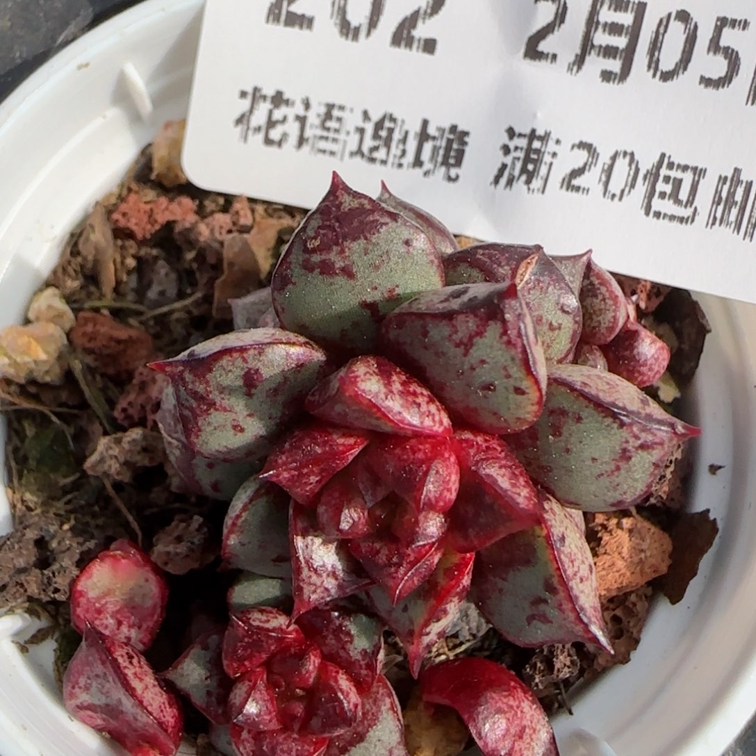 花语逸镜0205-202