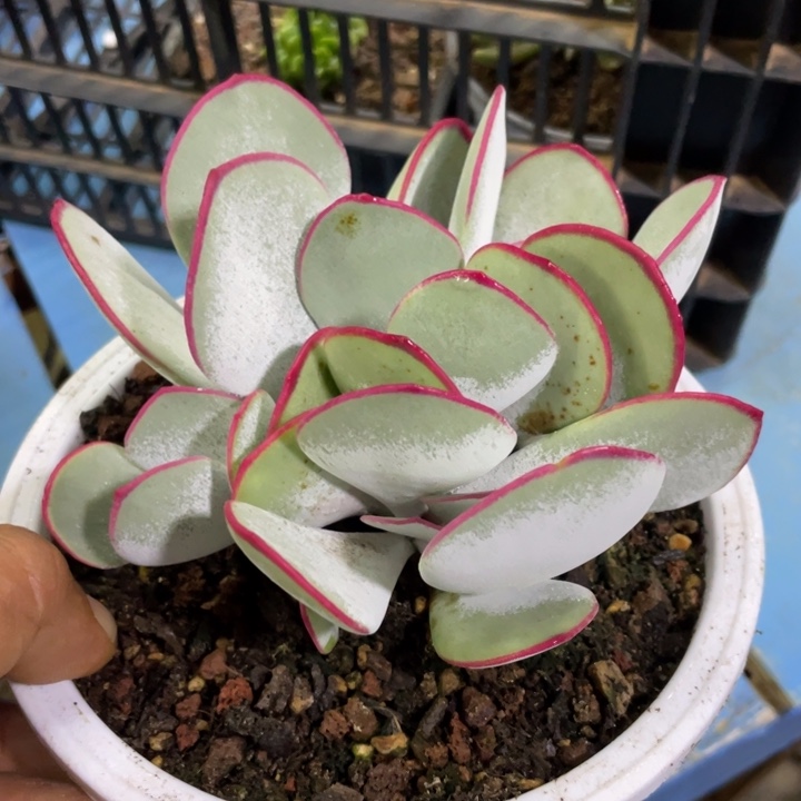 整无砍白眉一物一拍